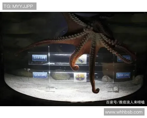 足球明星章鱼的传奇故事与世界杯的神奇预言揭秘